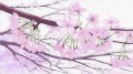 唯美意境 风景 树木 樱花