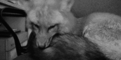 黑色 白色 爱 可爱的 动物 狐狸 黑色和白色 宝贝 甜的 毛茸茸的 动物 尾 谷子