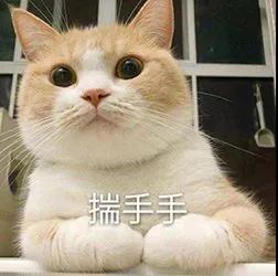 猫咪 猫爪 揣手手 无辜 可爱 呆萌