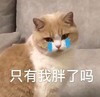 萌宠 猫星人 只有我胖了吗 无奈 呆萌 可爱