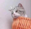 萌宠 猫星人 愁人 无奈 呆萌 可爱