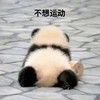 萌宠 熊猫 不想运动 不想动 呆萌 搞怪 逗