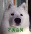 不狗言笑 狗狗 搞笑 嚣张