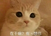 萌宠 猫星人 在干嘛 我有点想你 搞怪 逗