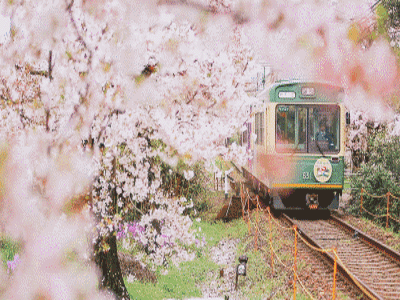 生活 四季 櫻花季 小火車