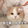 萌宠 猫星人 算了算了 我不生气 呆萌 搞怪