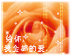 圣诞节 玫瑰 卡通 星星