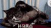 猫咪 搞笑 咸猪手 作死