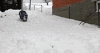 二逼青年 冬泳 雪地 逗比
