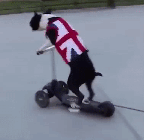 狗 滑板车 机智 吊炸天 魔性 dog