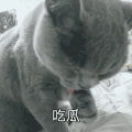 萌宠 喵星人 吃瓜 搞怪 呆萌 可爱