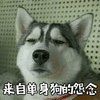 单身狗 怨念 二哈 搞怪 可爱