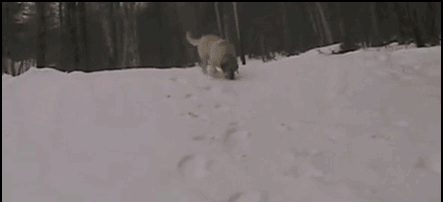 萌宠 狗狗 滑雪 懒