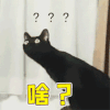 萌宠 猫咪 猫 蒙圈 啥