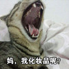 萌宠 猫星人 妈我化妆品呢 不见了 呆萌 可爱