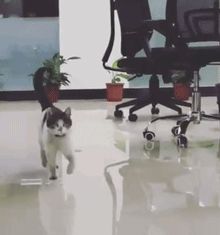 猫咪 可爱 奔跑 呆萌
