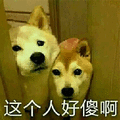 狗 这个人好傻