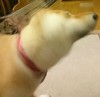 柴犬 动物 狗 汪 萌 摇头 萌萌哒