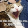 萌宠 猫星人 哈哈哈 就是嘲笑 呆萌 可爱
