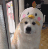 萌宠 狗 汪星人 柴犬