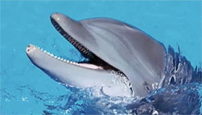 海豚 dolphin 卖萌