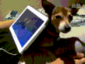 狗狗 支架 可爱 电脑