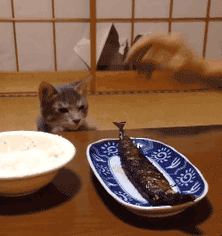 猫咪 喵星人 搞笑 可爱 咸鱼