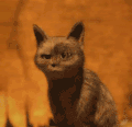 猫咪 惊呆 搞笑 可爱