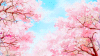 樱花  花树  春天 美丽 春游 唯美樱花雨