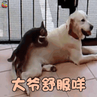 萌宠 狗和猫 大爷舒服咩 搞怪 soogif soogif出品