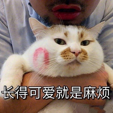猫咪 口红印 胡须 长得可爱 就是麻烦