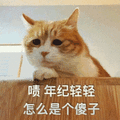 猫咪 年纪轻轻 怎么是个傻子