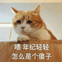 猫咪 年纪轻轻 怎么是个傻子 搞怪 逗