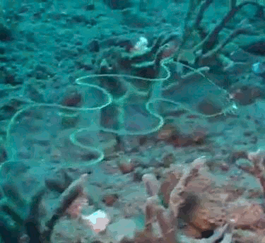 鳗鱼 透明 珊瑚 礁石 海底世界 海洋 自然 ocean nature