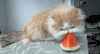 吃 动物 猫咪 萌