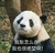 熊猫 伤心 国宝 我也很绝望啊