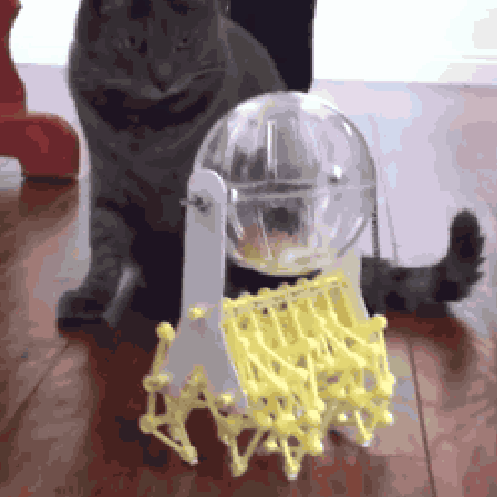 无敌仓鼠球 动物 物化设计 猫咪