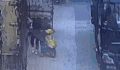 逗比 蠢死了 笨 逗逼