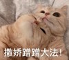 萌宠 猫星人 撒娇蹭蹭大法 我蹭我蹭 搞怪 逗