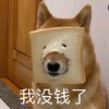 萌宠 汪星人 我没钱了 我真的穷了 憨憨 淘气