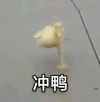 萌宠 小鸭子 冲鸭 搞怪 逗