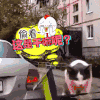 这是干嘛呢 萌宠 猫猫 猫 喵星人