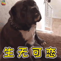 萌宠 狗 狗狗 伤心 生无可恋 soogif soogif出品