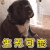萌宠 狗 狗狗 伤心 生无可恋 soogif soogif出品
