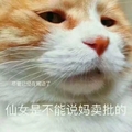 猫咪 可爱 呆萌 斗图 恶搞 尽管已经在嘴边了 但是仙女不能说MMP