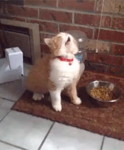 動物 喵星人 搞笑 可愛