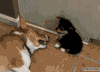 边牧 汪星人 游戏 萌 Border Collie