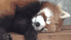 小熊猫 享受 满足 逗比