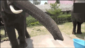 大象 可爱 吃手机