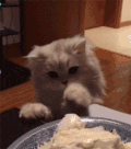 猫咪 可爱 萌宠 毛茸茸